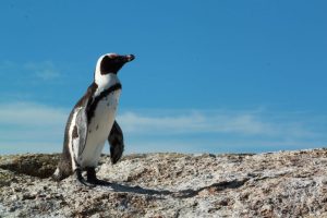 Boulders Beach penguin colony