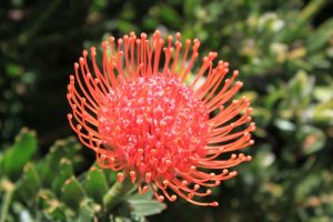 Protea - Kirstenbosh Gardens
