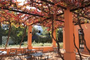 Cape WInelands