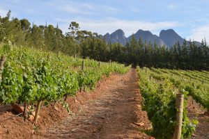 Cape Winelands tour