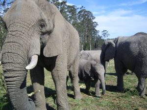 Big 5 Safari tour Big 5 Safari tour